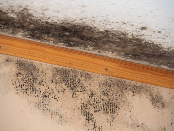 Trusted Linglestown, PA Mold Removal Experts