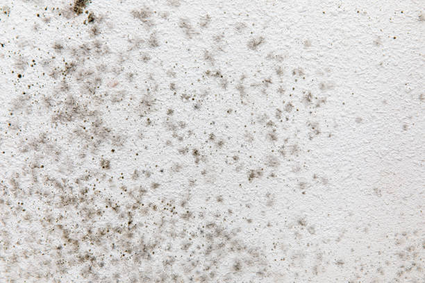 Best Black Mold Removal  in Linglestown, PA